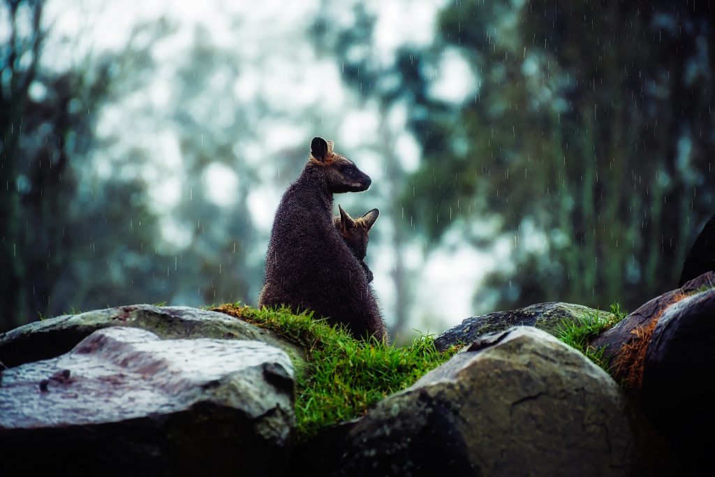 A wallaby in the bush getting rained on